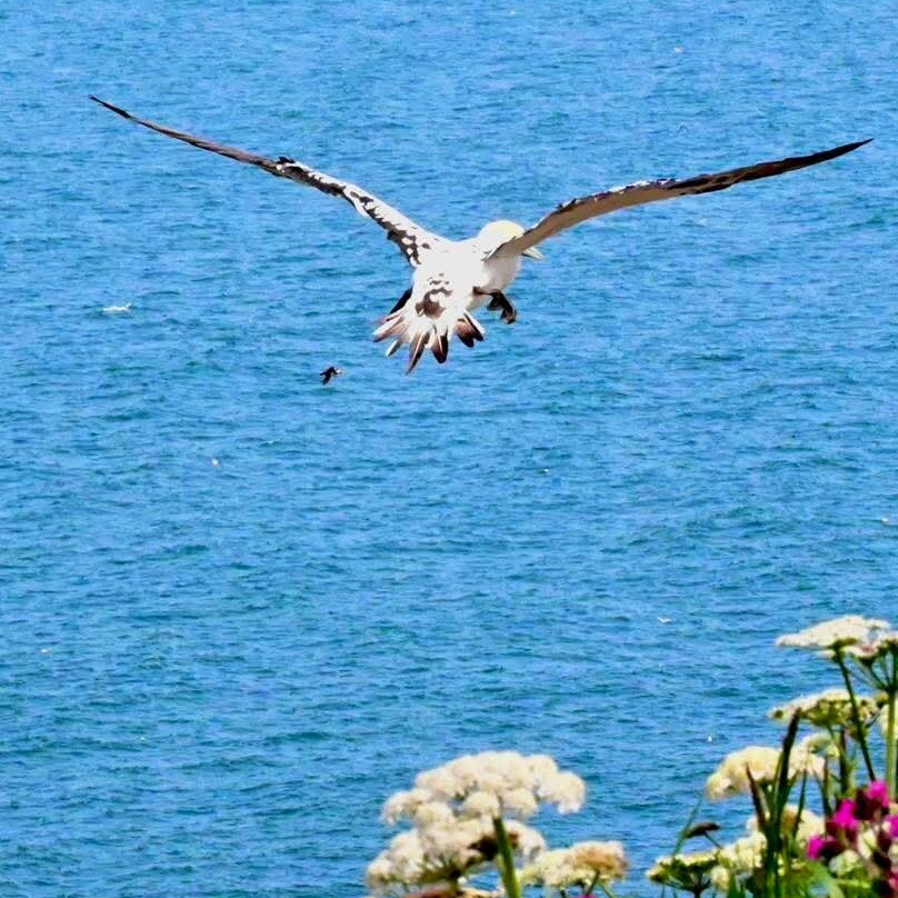 RSPB Bempton Cliffs-Bempton必去景点
