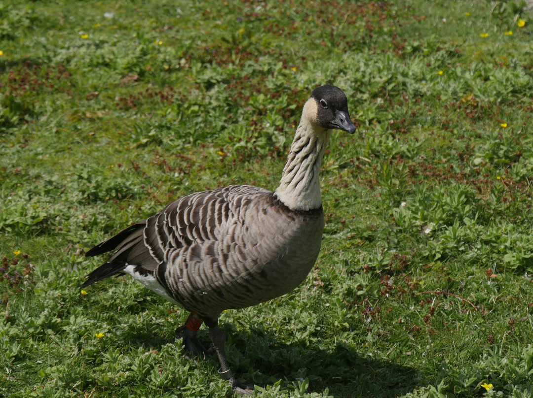WWT Slimbridge Wetland Centre-Slimbridge必去景点