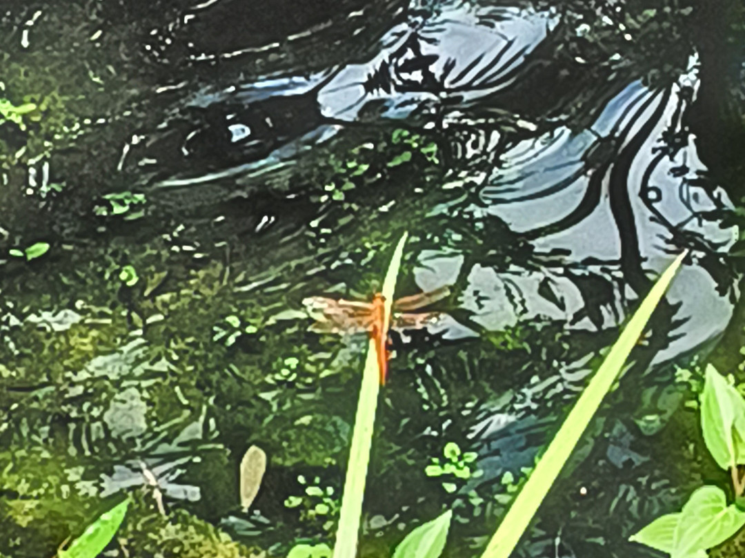 Three Sisters Springs-克里斯特尔里弗必去景点