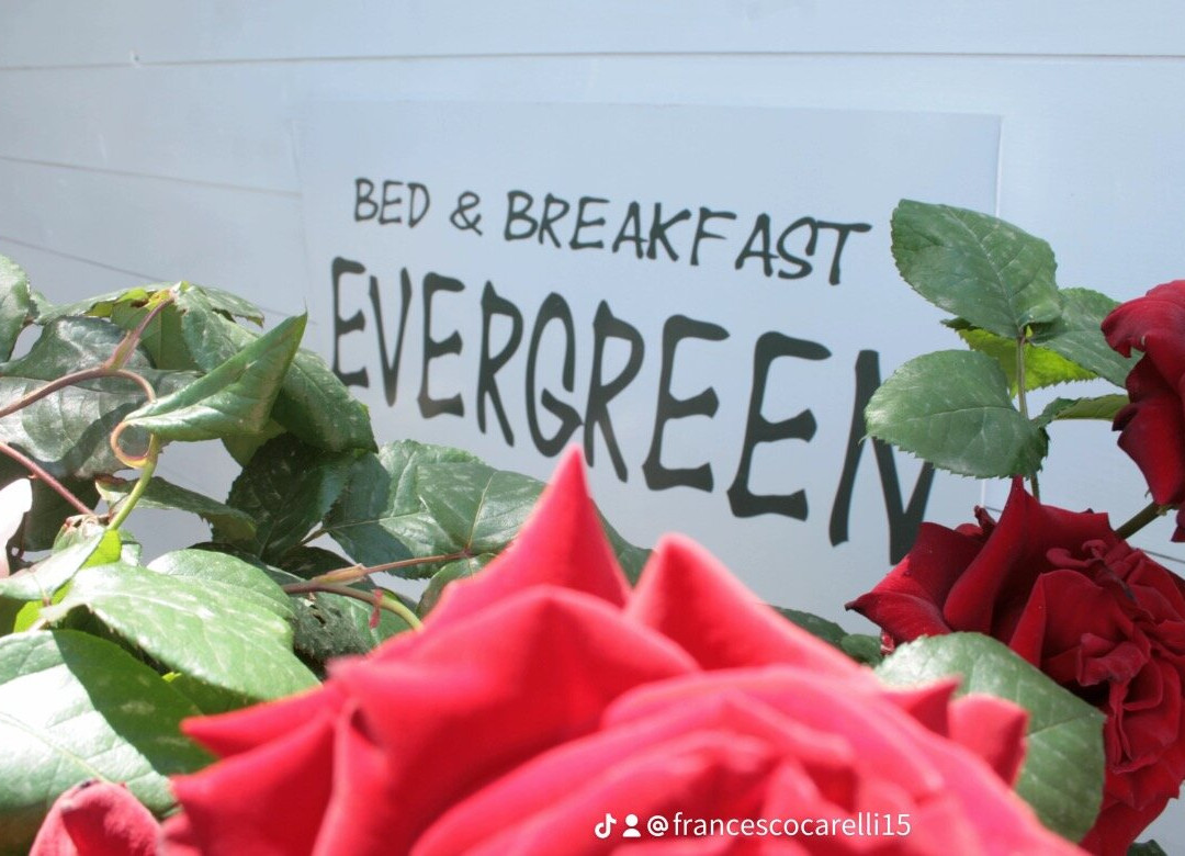 B&B EVERGREEN主图
