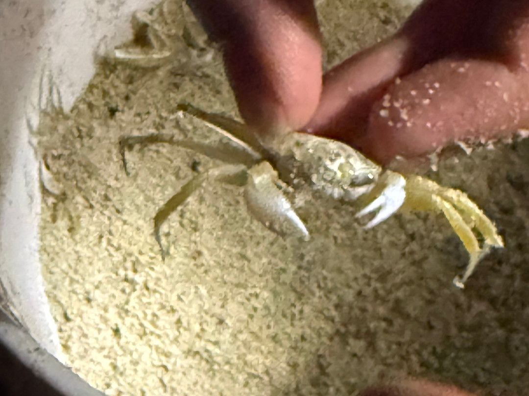 Ghost Crab Quest-Kitty Hawk必去景点