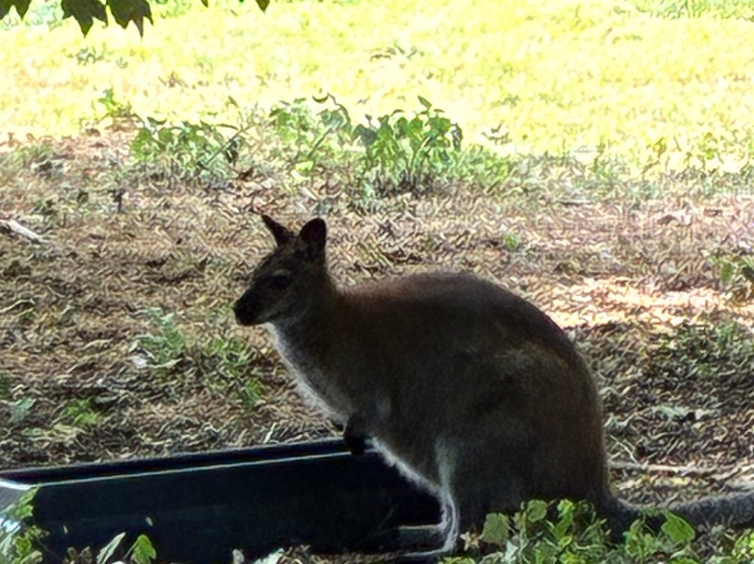 Askham Bryan Wildlife & Conservation Park-约克必去景点