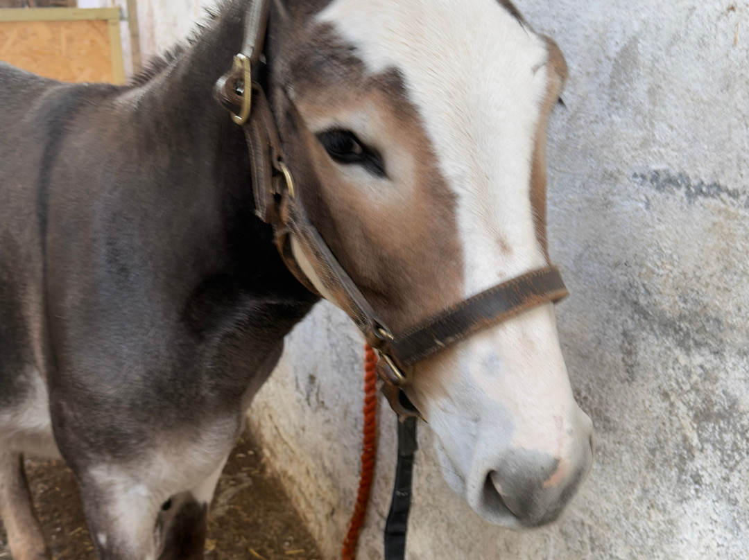 Kinedale Donkeys-Ballynahinch必去景点