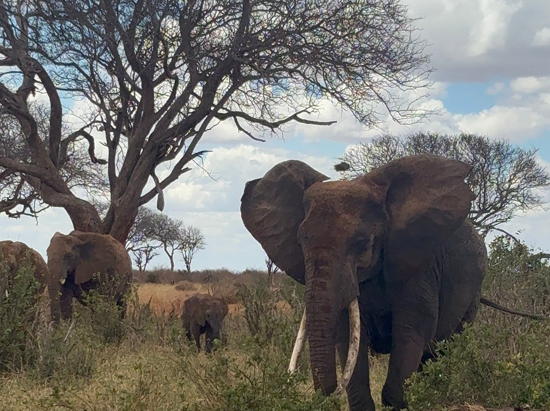 Jawamu Tours and Safaris-Kilifi必去景点