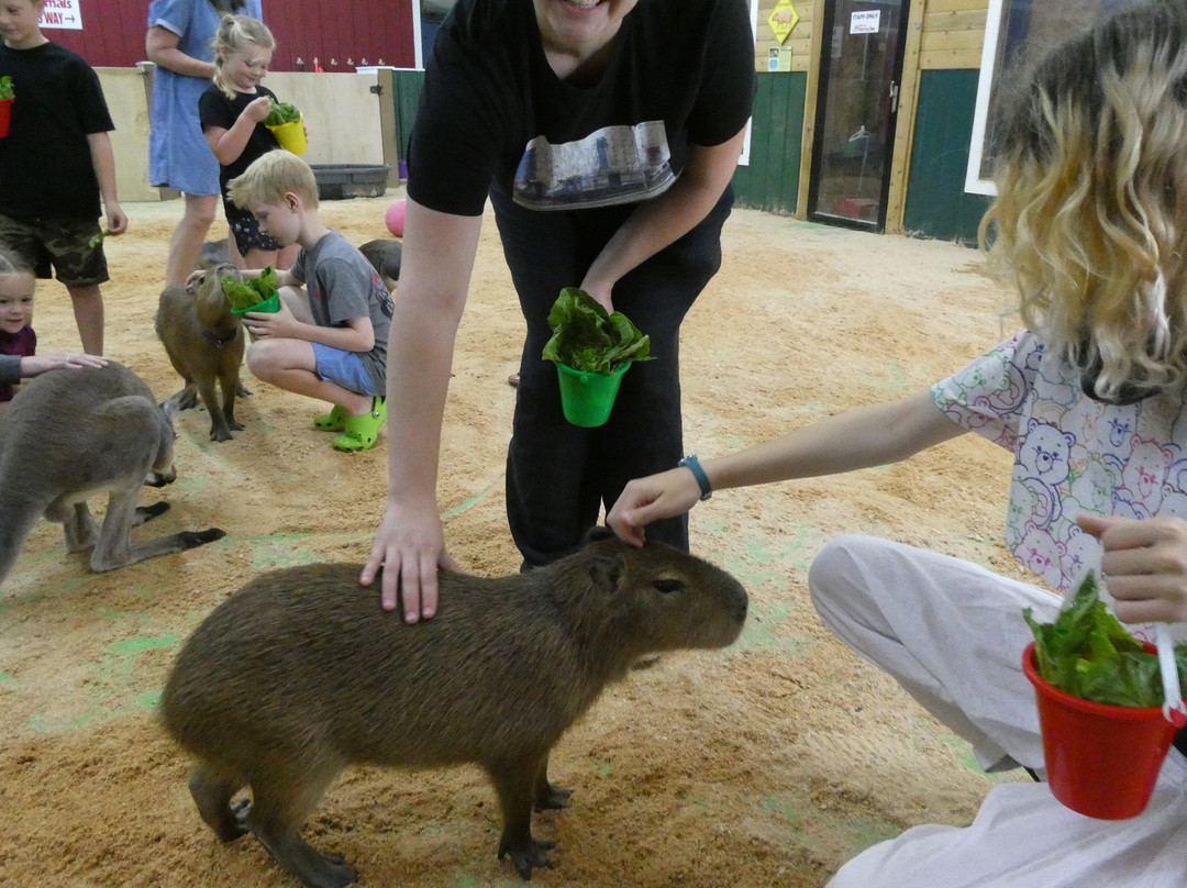Debbie Dolittle's Indoor Petting Zoo-塔科马必去景点