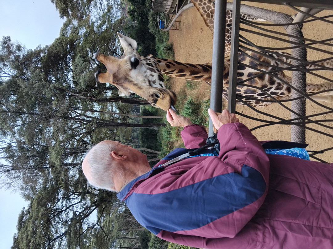 非洲濒危野生动物基金会（肯尼亚）-长颈鹿中心-内罗毕必去景点