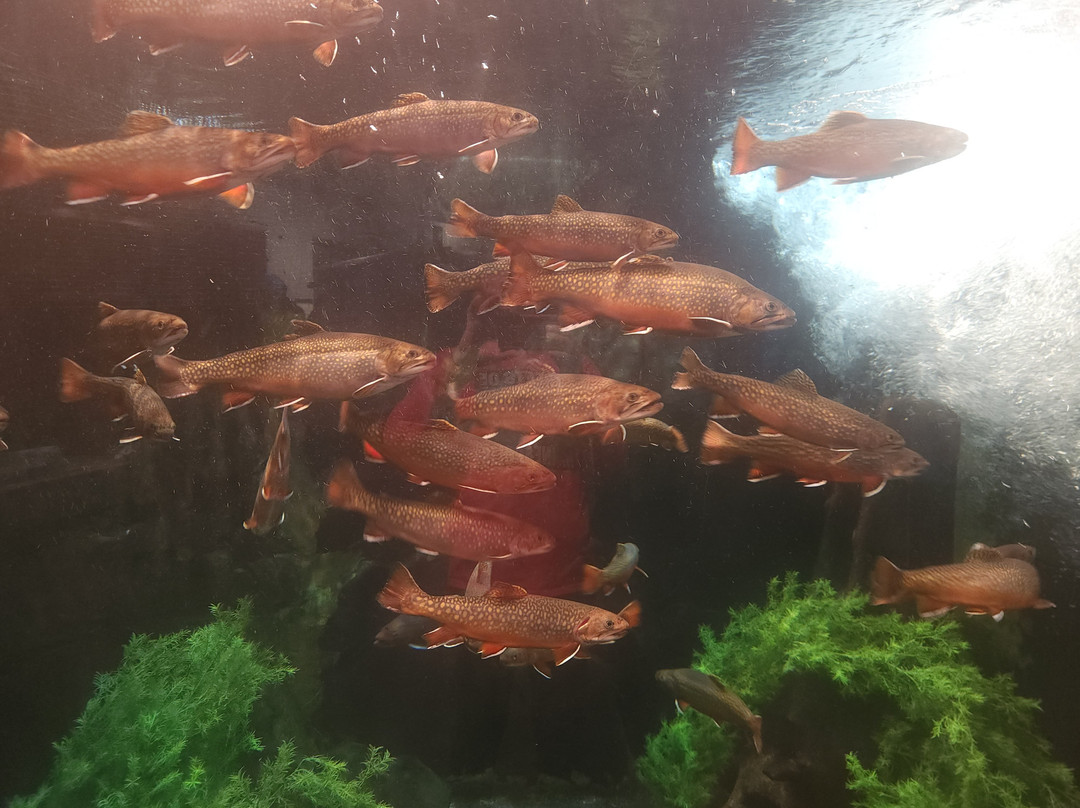 Great Lakes Aquarium-德卢斯必去景点