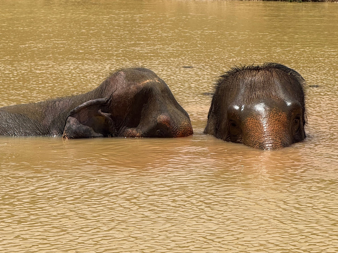 Following Giants - Krabi-Khlong Hin必去景点