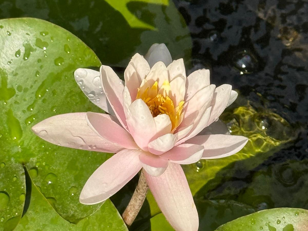 Orto Botanico-卡利亚里省必去景点
