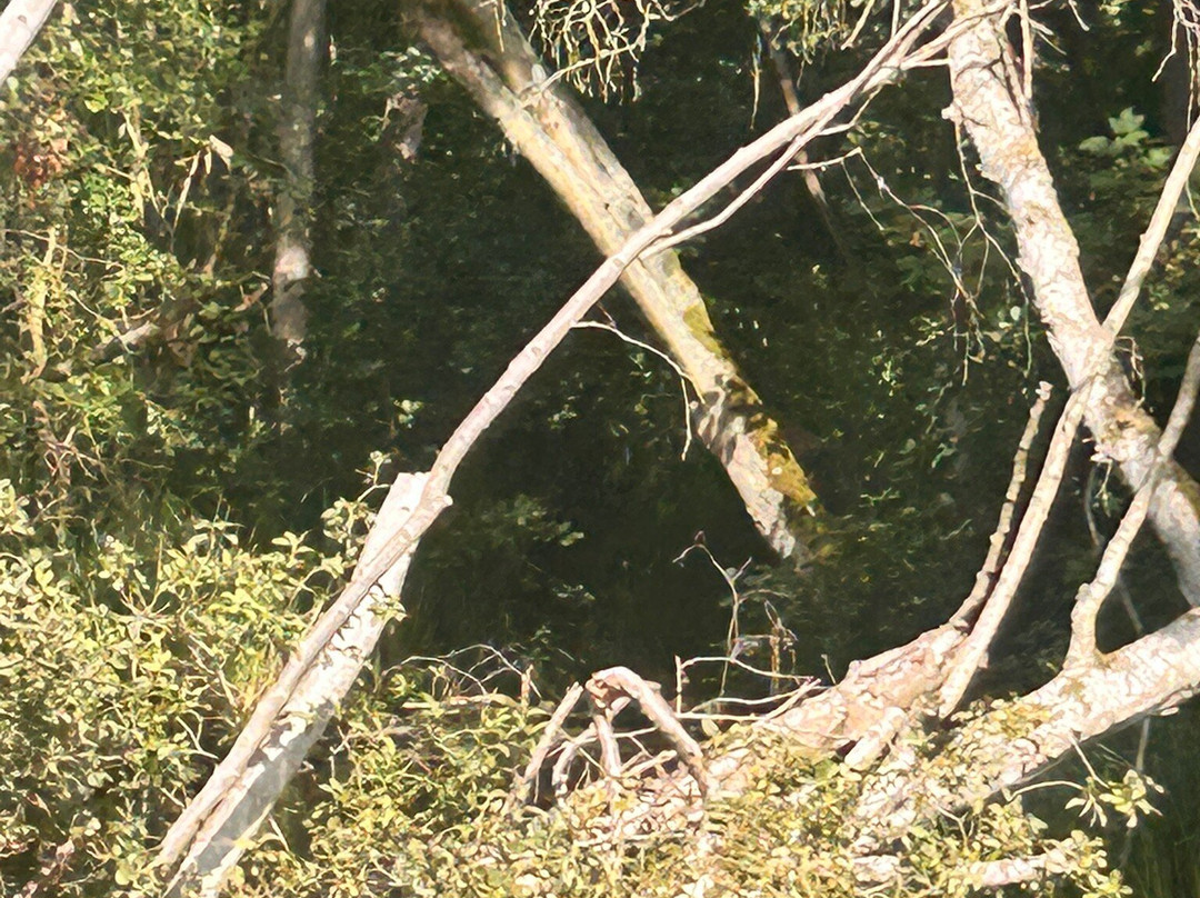 Broads Tours River Trips-罗克瑟姆必去景点