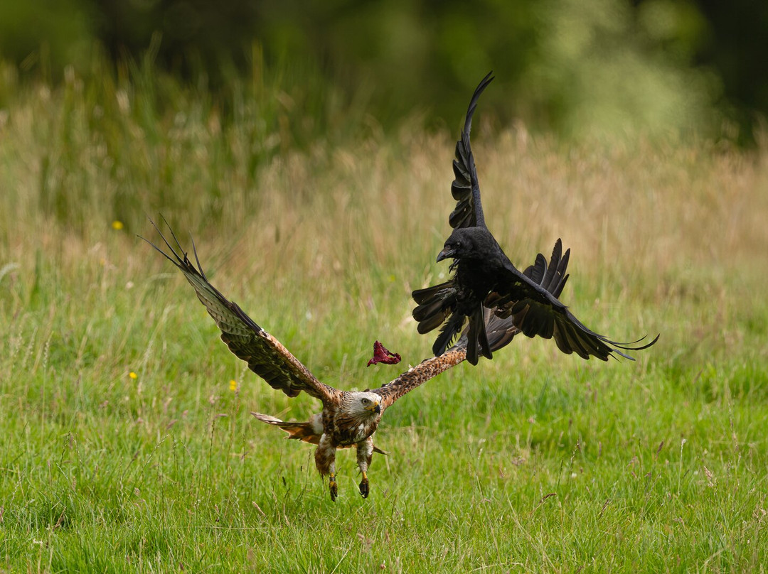Argaty Red Kites-Doune必去景点