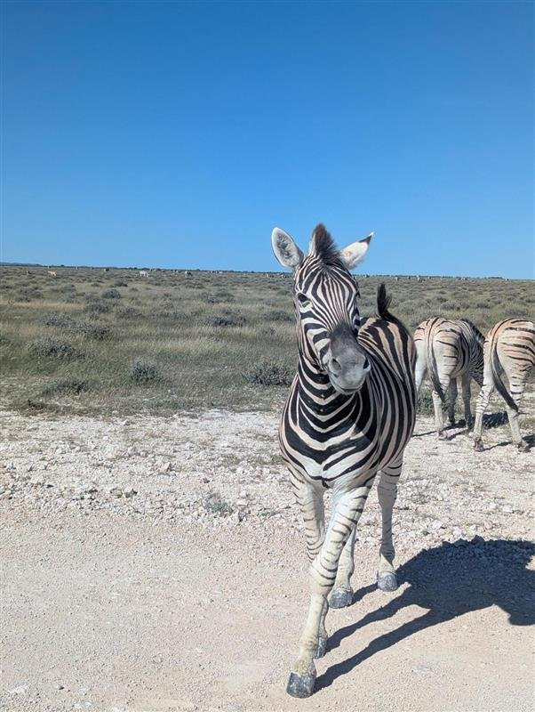 Born in Etosha Self-Drive Private Tours-Okaukuejo必去景点