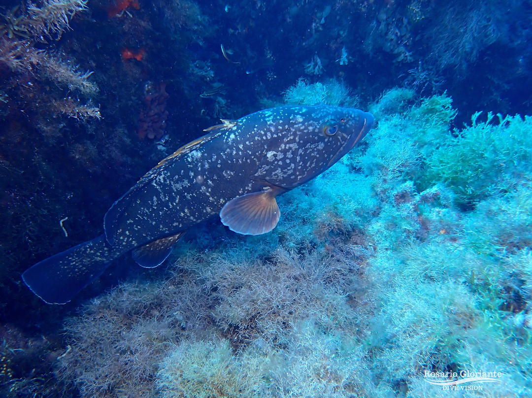 Lustrica diving-Ustica必去景点
