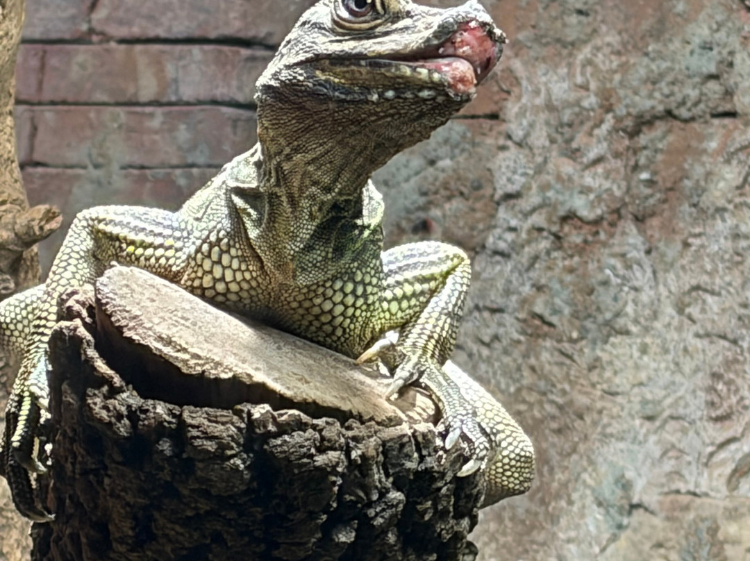 Bioparc Fuengirola-福恩吉罗拉必去景点