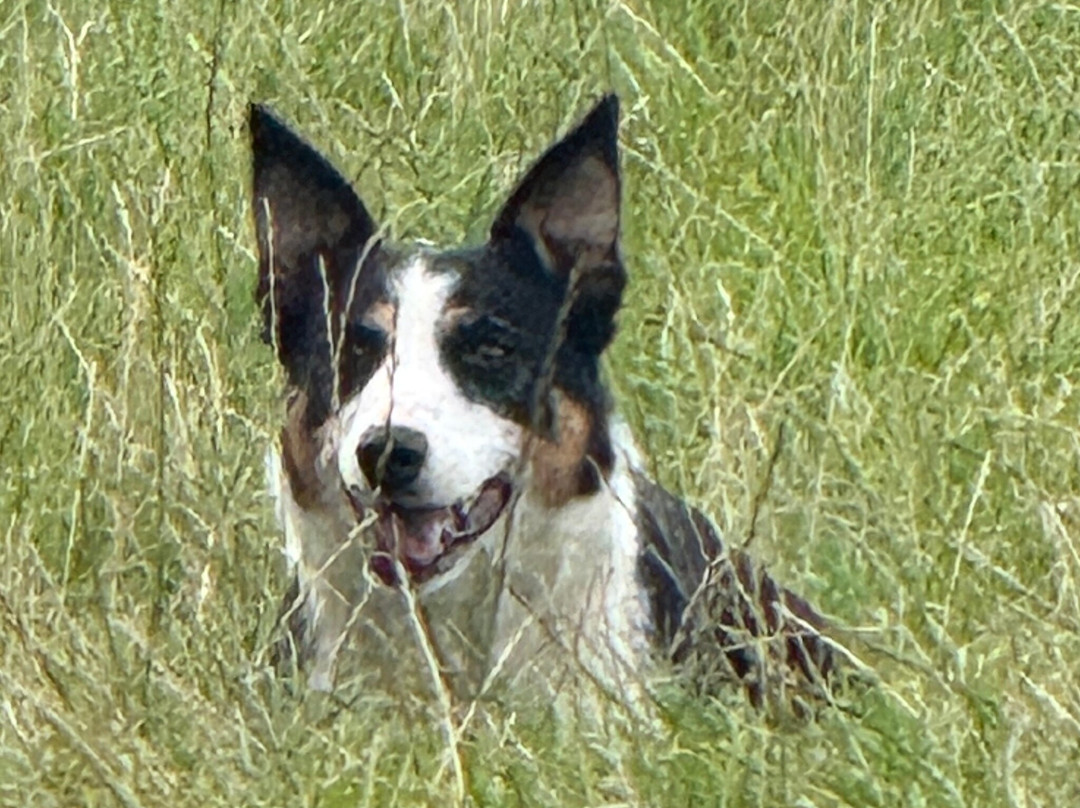 Atlantic Sheepdogs-Grange必去景点