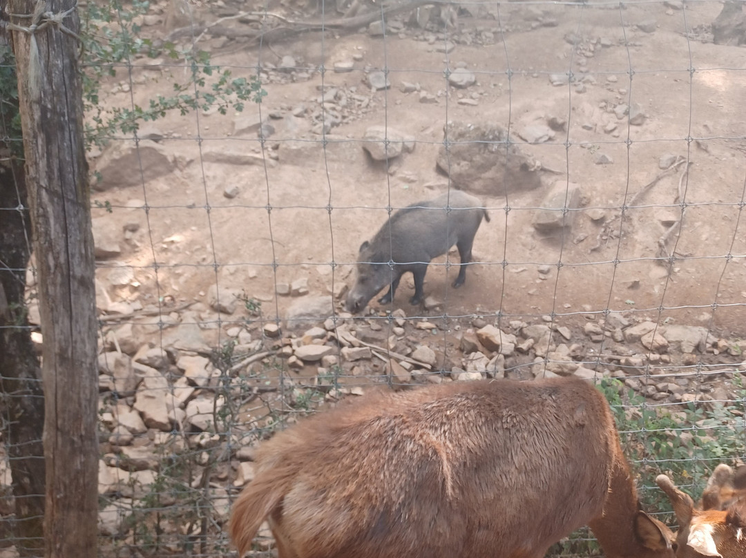Parc Animalier Le Saint Hubert-Montrozier必去景点