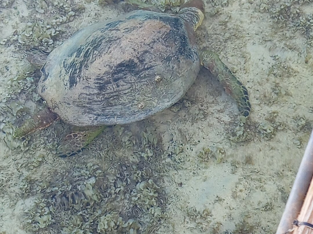 ORCA Dive Club Soma Bay-索马湾必去景点