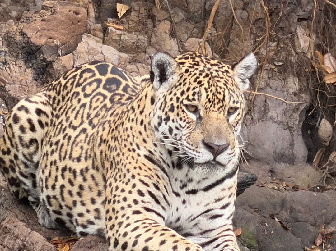Pantanal Vip Service Turismo-Varzea Grande必去景点