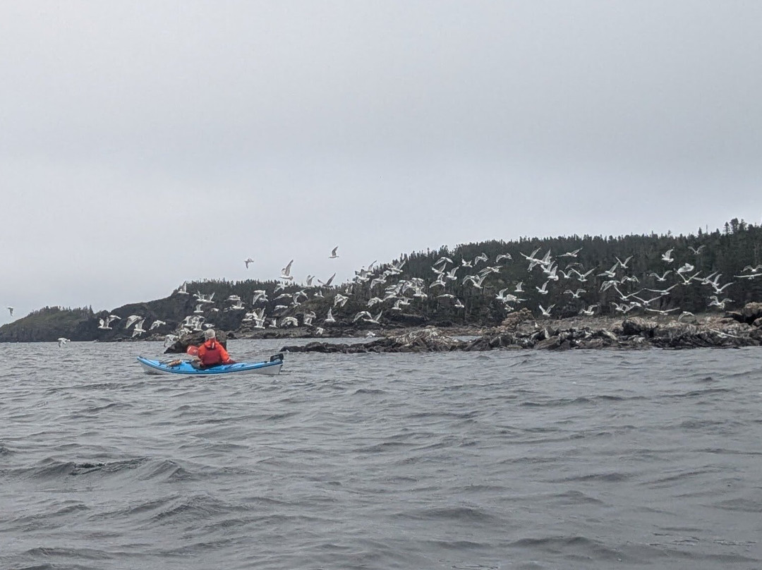 Adventures Newfoundland-Fortune Harbour必去景点