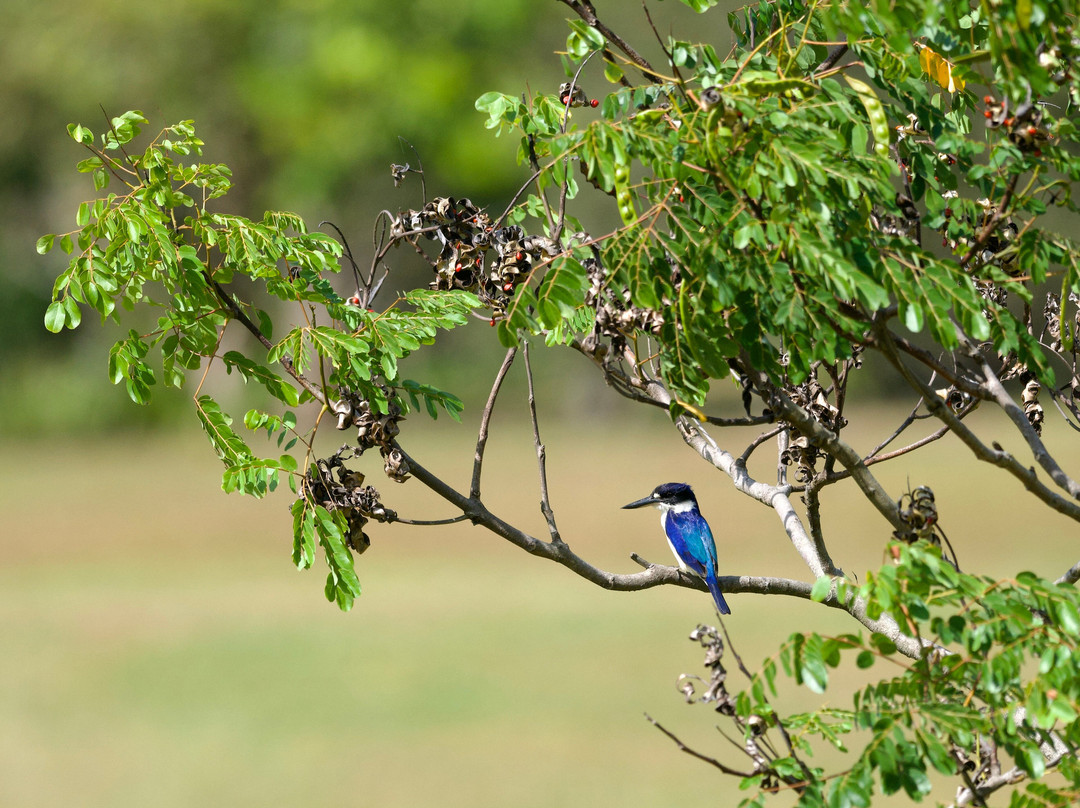 Fine Feather Tours-Mossman必去景点