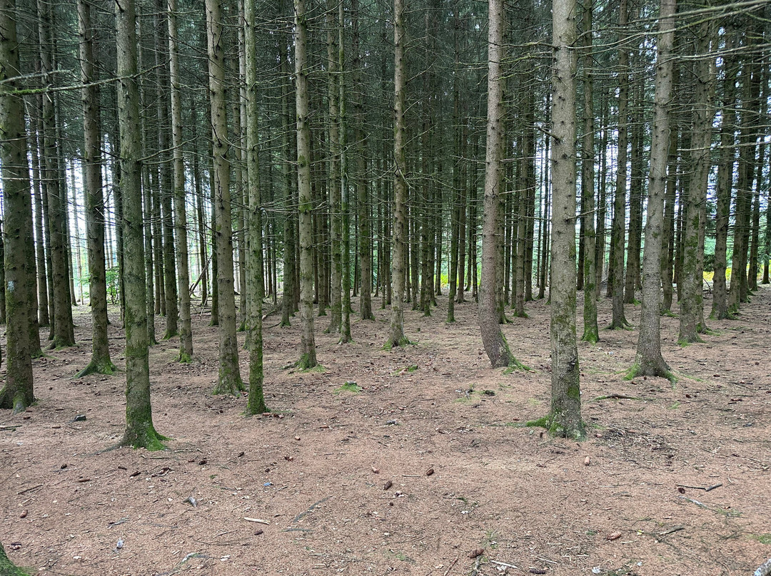Battle of the Bulge Guided Tours-巴斯东必去景点