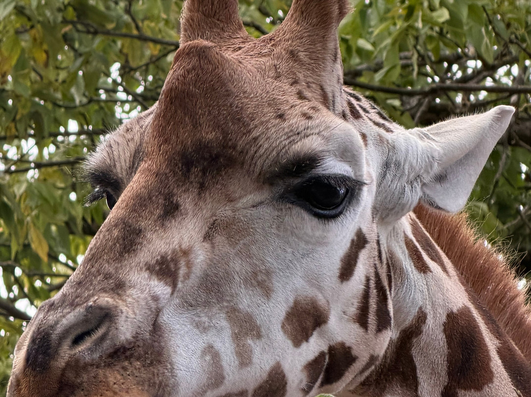 Paignton Zoo Environmental Park-佩恩顿必去景点