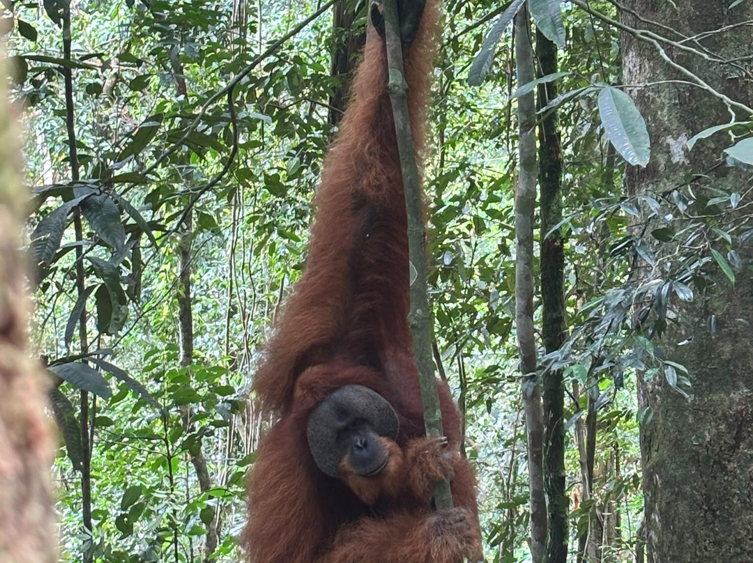 Ethical Trekking Sumatra-武吉拉旺必去景点