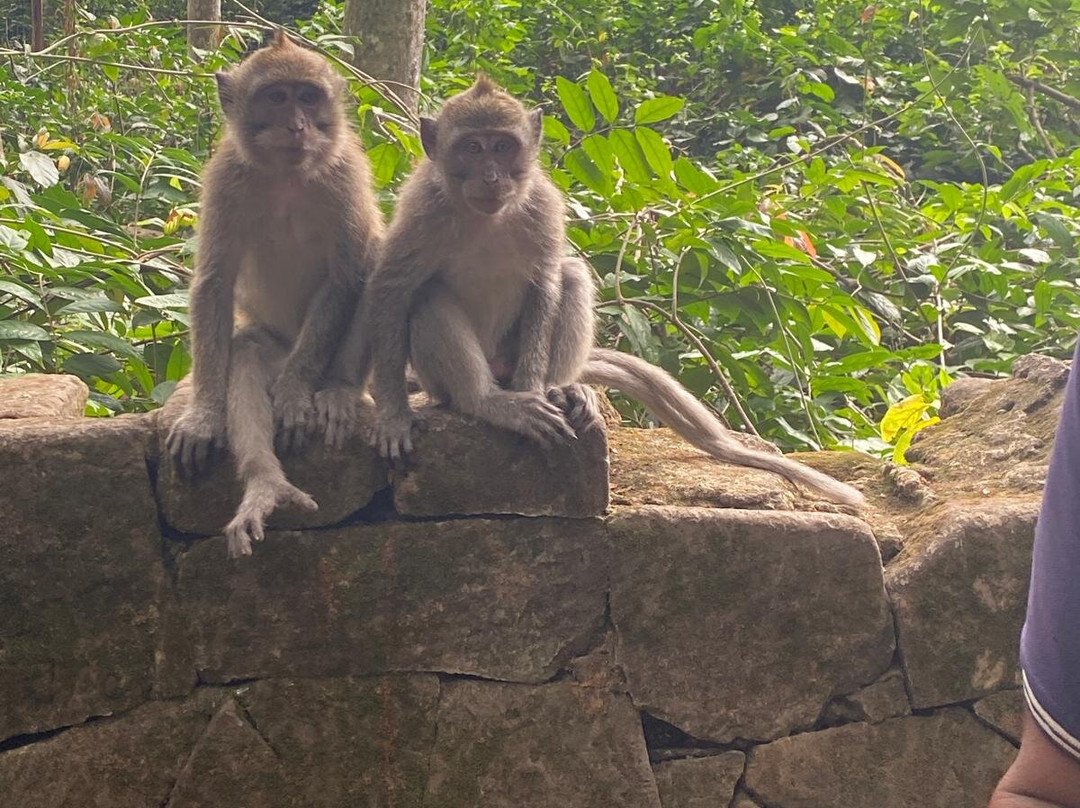 Sangeh Monkey Forest-Sangeh必去景点