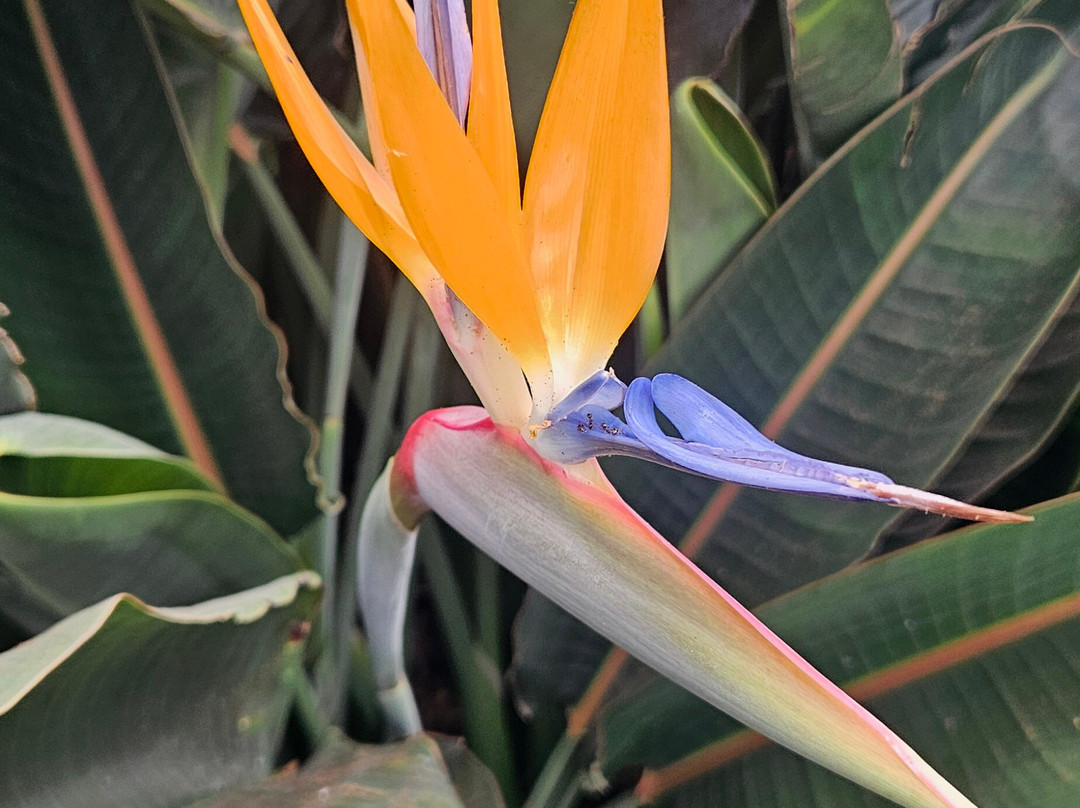 Madeira Botanical Garden-沙尔必去景点