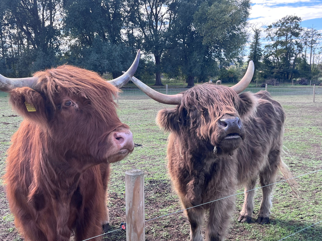 Baylham House Rare Breeds Farm-伊普斯威奇必去景点
