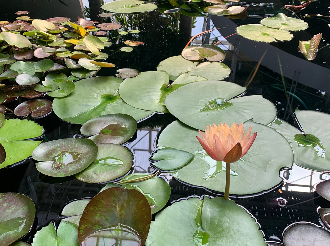 Myriad Botanical Gardens-俄克拉何马城必去景点