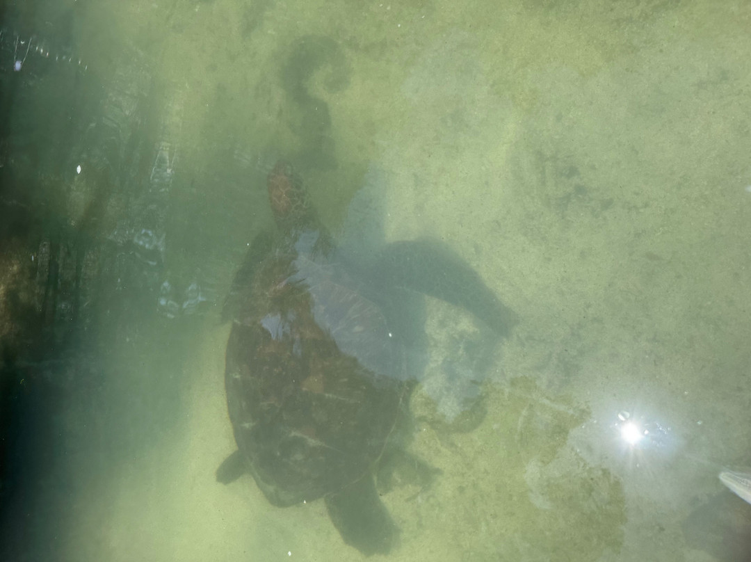 Baraka Natural Aquarium - Nungwi-孥归必去景点