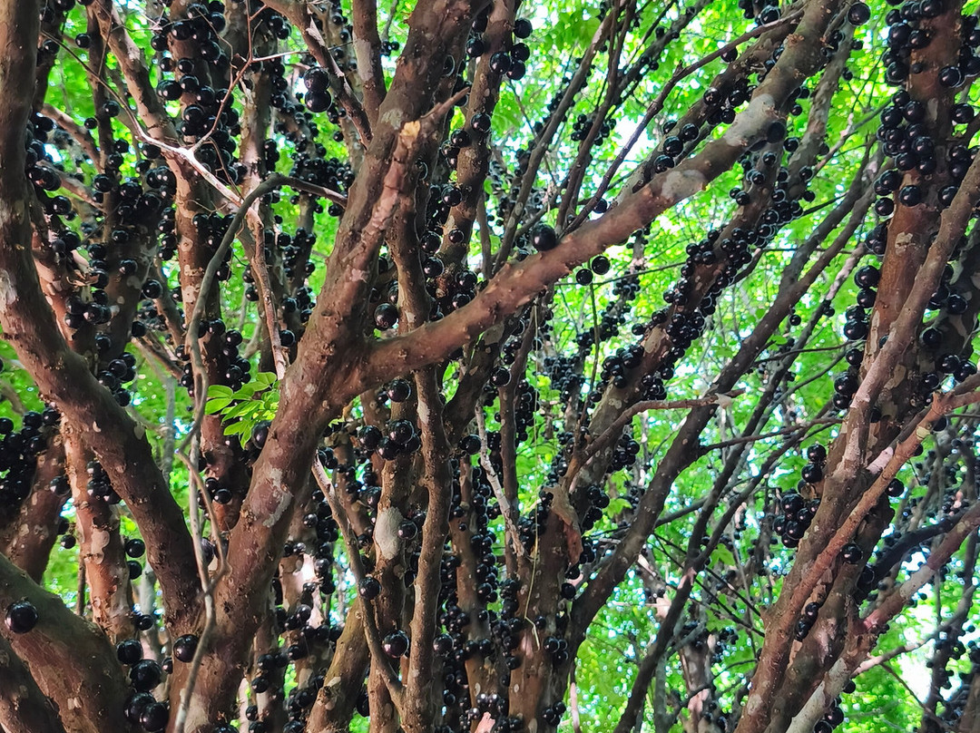 Vinicola Jabuticabal-Hidrolandia必去景点
