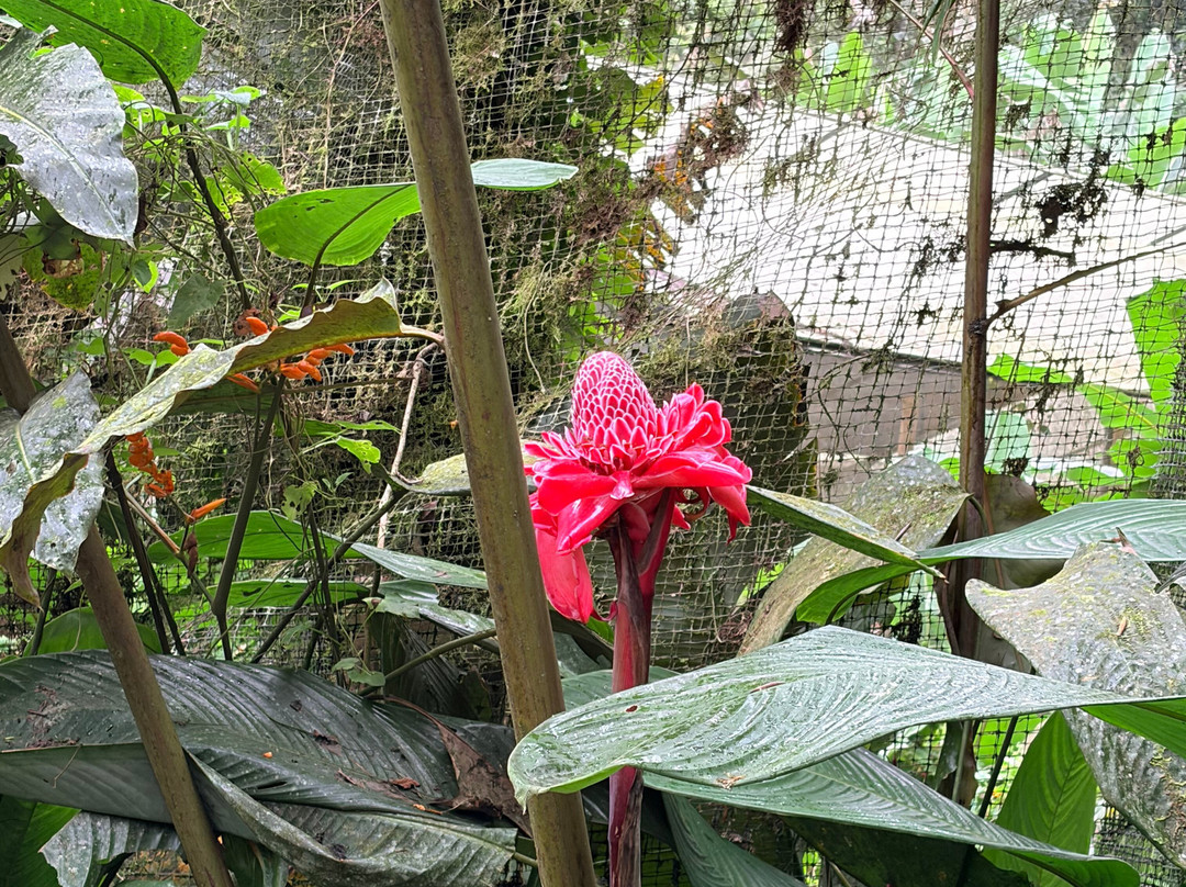 Mariposas de Mindo-明多必去景点