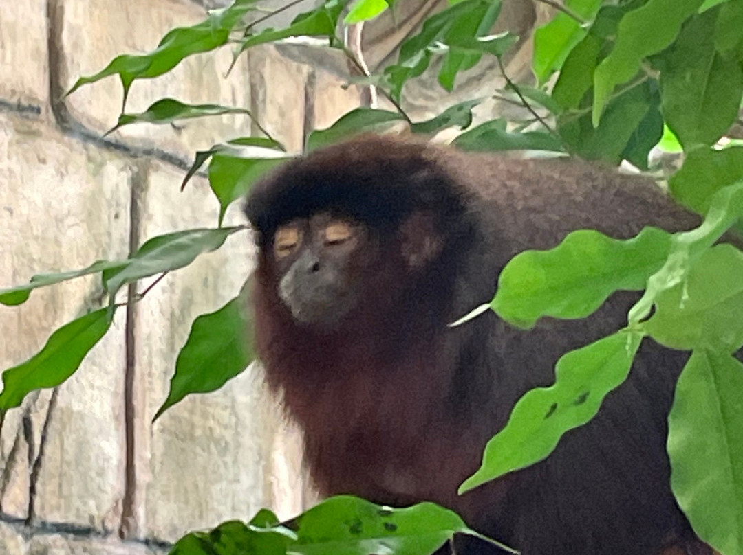 Newquay Zoo-纽奎必去景点