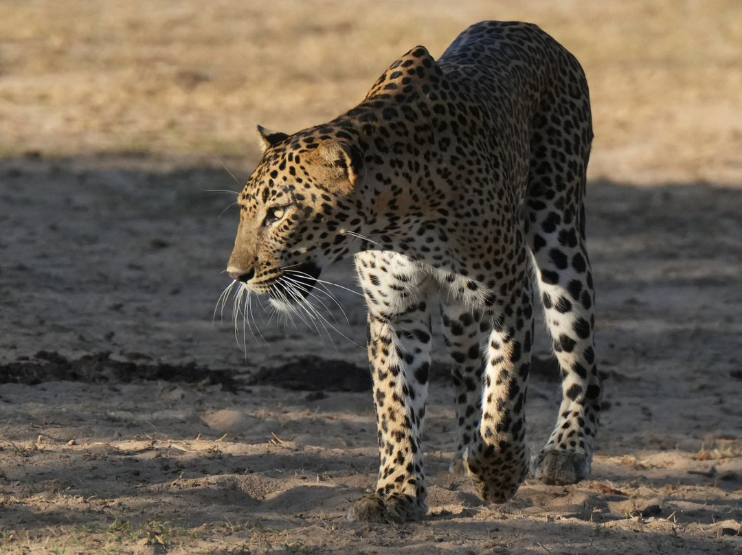 Yala National Park