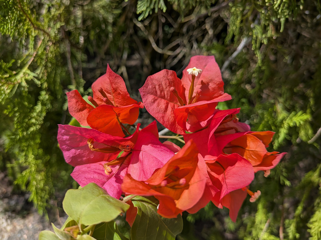 Sun Valley Plantation Hummingbird Garden-奥乔里奥斯必去景点