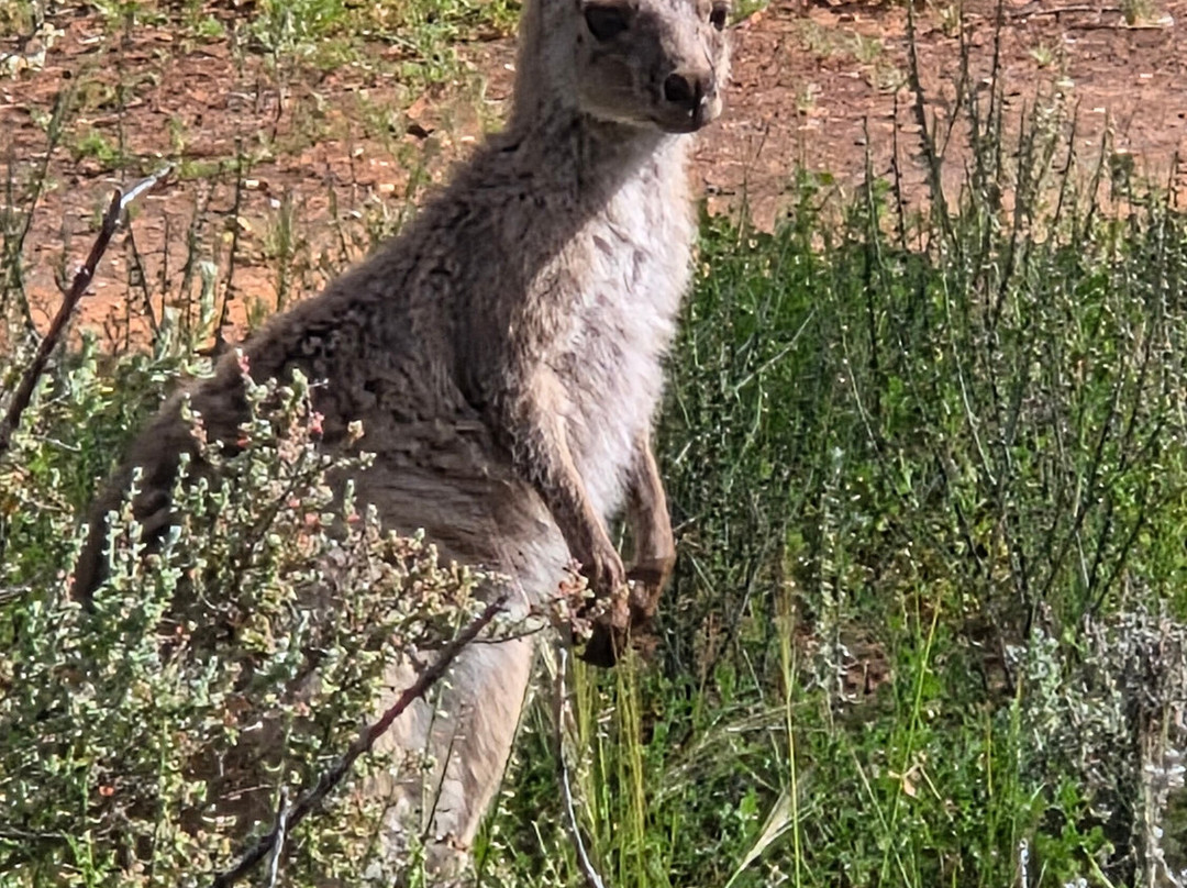 Mungo National Park-Balranald必去景点