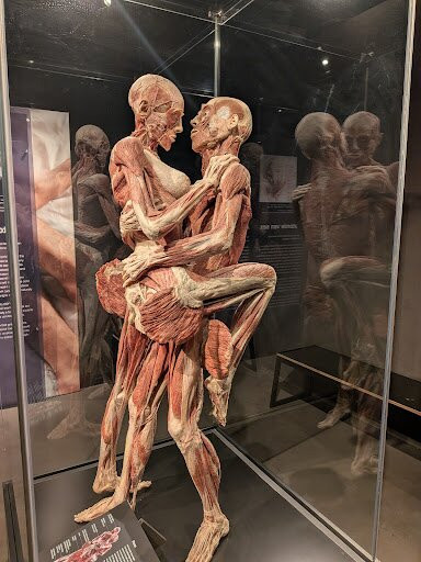 人体世界展览-阿姆斯特丹必去景点