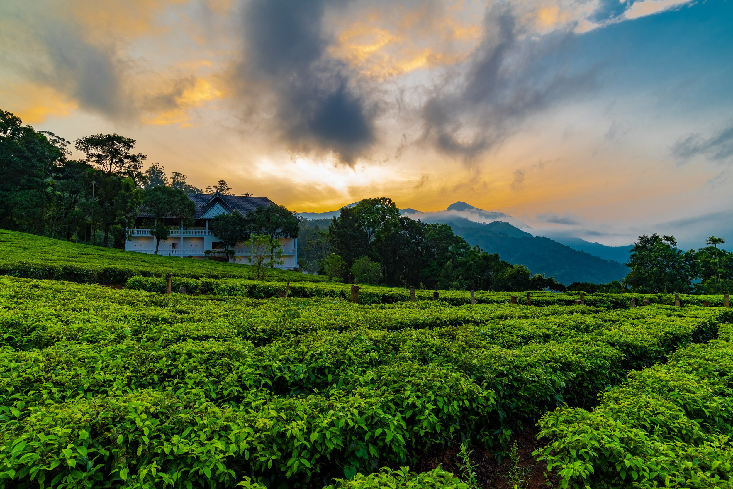 Tea Harvester-官方