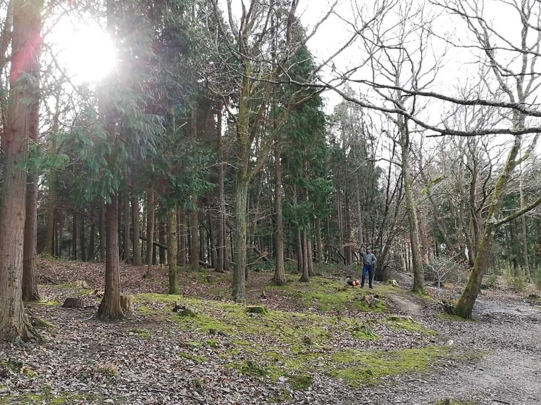 Firestone Copse