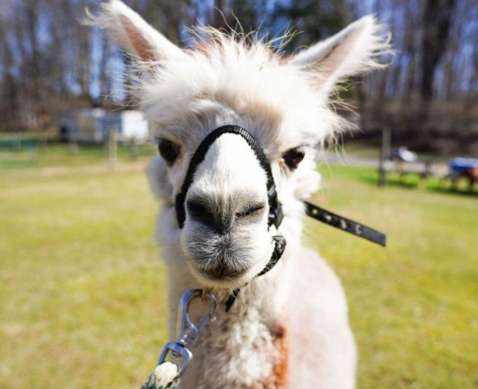 Hidden Brook Ranch Alpaca Tour景点图片