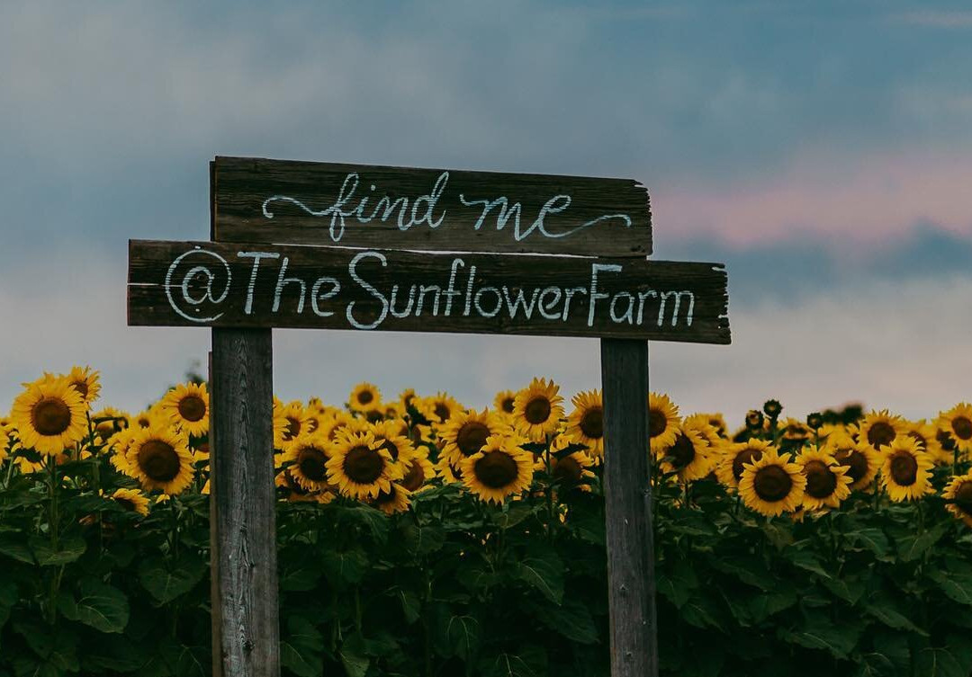 The Sunflower Farm景点图片