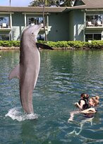 寻访海豚景点图片