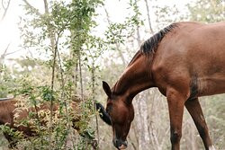 Star Mountain Horseback Riding景点图片