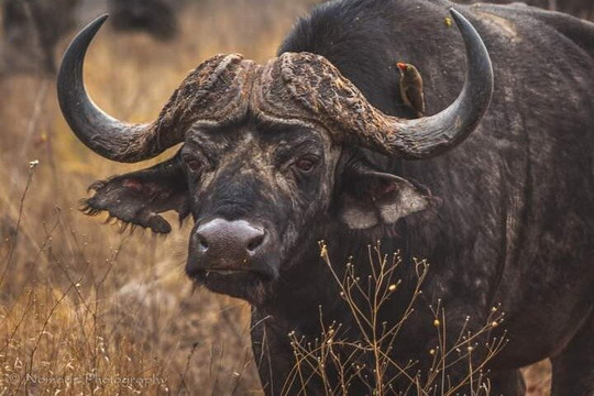 Gadabout Tours & Safaris-莫西必去景点