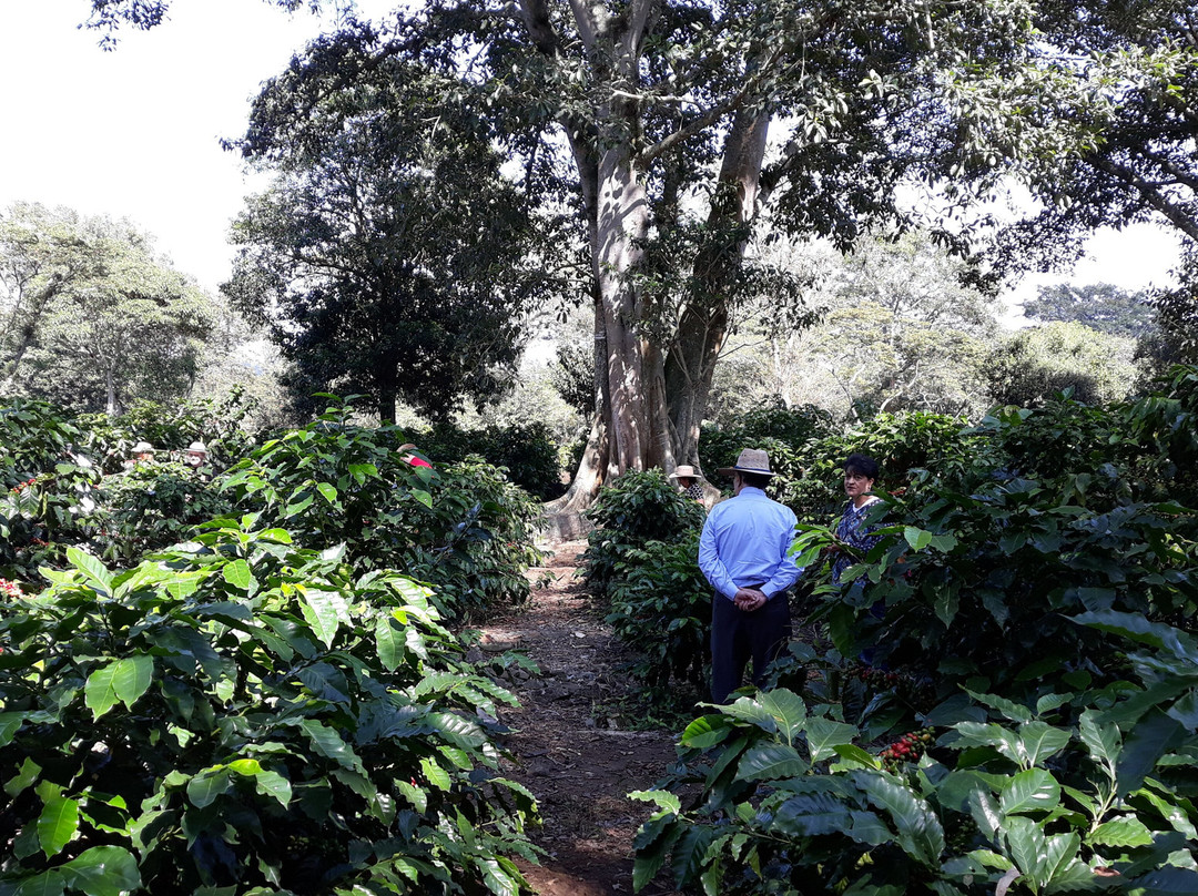 Museo Bola De Oro Finca Roma景点图片