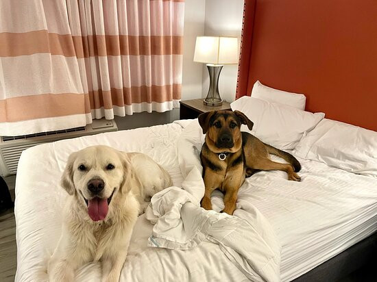 La Quinta Inn & Suites by Wyndham Seattle Federal Way主图