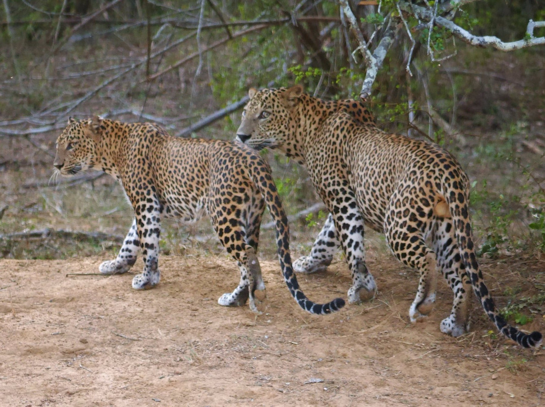 Sasindu Safari Jeep Tours-雅拉国家公园必去景点