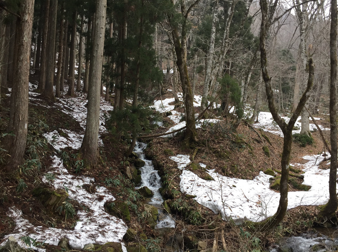 Wakasugi Natural Forest景点图片